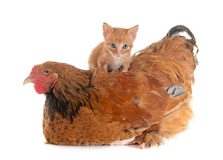 brahma chicken and kitten in front of white background Stock Photo - Budget Royalty-Free & Subscription, Code: 400-08403265