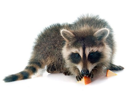 young raccoon in front of white background Stock Photo - Budget Royalty-Free & Subscription, Code: 400-08403274