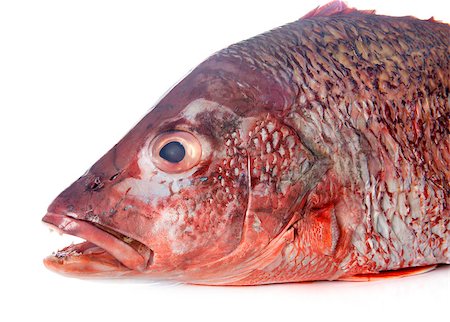 red snapper - red snapper in front of white background Stock Photo - Budget Royalty-Free & Subscription, Code: 400-08403296