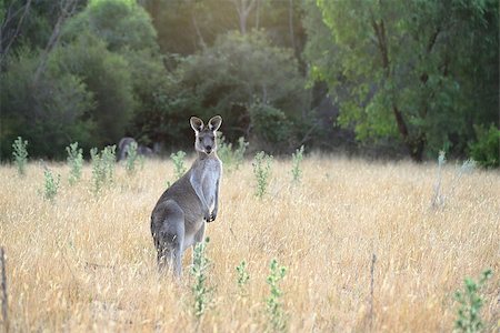 eastern grey kangaroo - Alert female eastern grey kangaroo Stock Photo - Budget Royalty-Free & Subscription, Code: 400-08412560