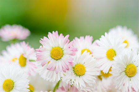 Bouquet of small delicate daisy, close-up Stock Photo - Budget Royalty-Free & Subscription, Code: 400-08412676
