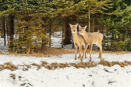 Deers in the winter (Safari Park Omega near Montebello,Quebec,Canada) Foto de stock - Super Valor sin royalties y Suscripción, Código: 400-08413304