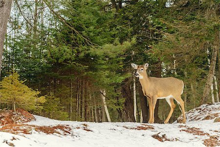 quebec parks animals - Young Deer (Safari Park Omega near Montebello,Quebec,Canada) Stock Photo - Budget Royalty-Free & Subscription, Code: 400-08413354