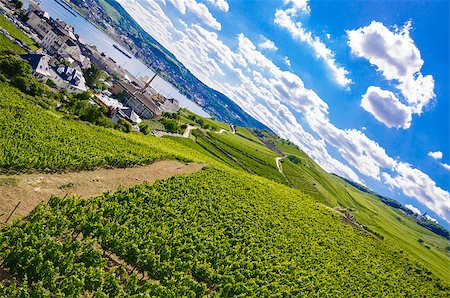 simsearch:846-05647552,k - Green fresh vineyard near Ruedesheim in Rheinland-Pfalz, Germany. Stock Photo - Budget Royalty-Free & Subscription, Code: 400-08426578