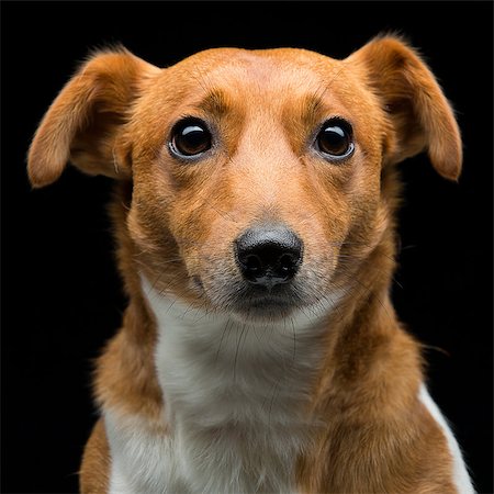 simsearch:400-05724489,k - Closeup portrait of beautiful adult purebred jack russell terrier over black background Stock Photo - Budget Royalty-Free & Subscription, Code: 400-08427946