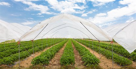 simsearch:400-04882980,k - The rows of young strawberry plants growing in large plant nursery. All seasons production of fruit and vegetables in the greenhouse. Photographie de stock - Aubaine LD & Abonnement, Code: 400-08428066