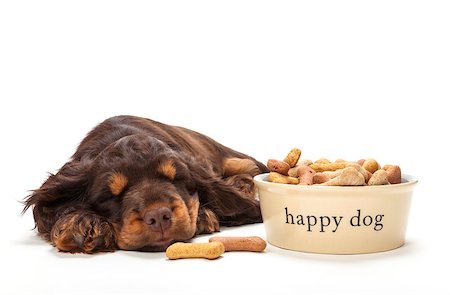 dreaming about eating - Cute Cocker Spaniel puppy dog sleeping by Happy Dog bowl of boned shaped biscuits Stock Photo - Budget Royalty-Free & Subscription, Code: 400-08430033