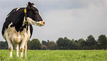 dutch cow pictures - Dutch black and white cow in a grass meadow Stock Photo - Budget Royalty-Free & Subscription, Code: 400-08431279