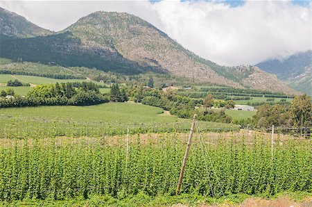 Hops growing along the national road N9 above the Outeniqua Pass between Gerge and Oudtshoorn Stock Photo - Budget Royalty-Free & Subscription, Code: 400-08431950