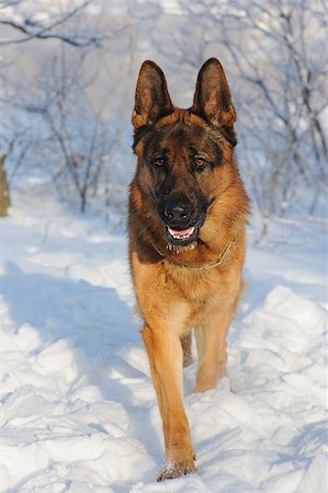 Portrait of a purebred German Shepherd dog on winter background. Handsome young dog looking walking on snow Stock Photo - Budget Royalty-Free & Subscription, Code: 400-08494957