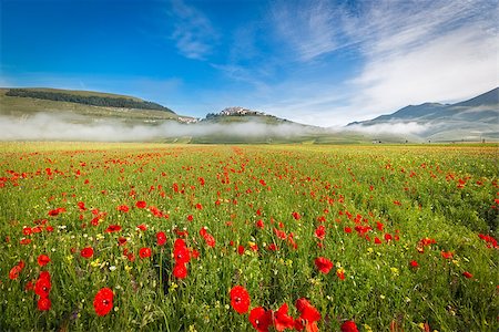 Fioritura at Piano Grande in morning fog, Umbria, Italy Stock Photo - Budget Royalty-Free & Subscription, Code: 400-08498656