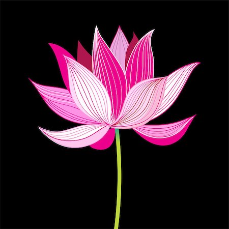 Vector beautiful lotus flower on a black background Stock Photo - Budget Royalty-Free & Subscription, Code: 400-08503139