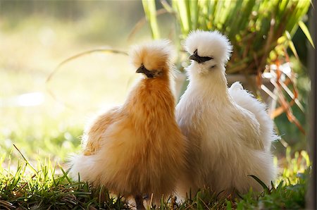 Two silkie hens - one buff and one white - foraging in the backyard. Stock Photo - Budget Royalty-Free & Subscription, Code: 400-08528193