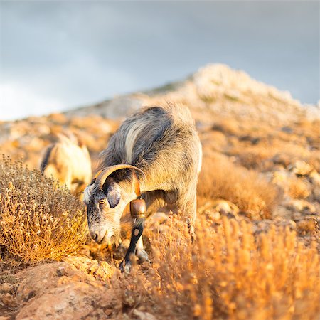 simsearch:400-05294140,k - Domestic goat in mountains on Greek Mediterranean island Crete. Dramatic warm light and weather before the sunset. Stock Photo - Budget Royalty-Free & Subscription, Code: 400-08529757