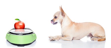 simsearch:400-05106591,k - hungry chihuahua dog with apple on weight scale,  waiting and looking at it , isolated on white background Stock Photo - Budget Royalty-Free & Subscription, Code: 400-08554021