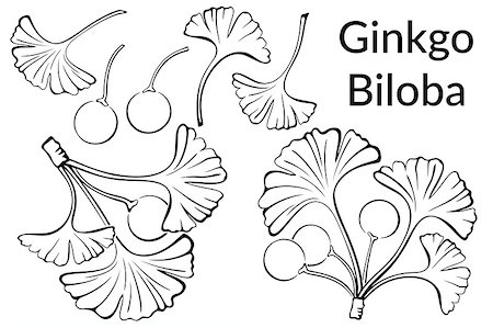 drawing of ginkgo leaf - Set of Plant Pictograms, Ginkgo Biloba Tree Leaves and Fruits, Black on White. Vector Photographie de stock - Aubaine LD & Abonnement, Code: 400-08554364