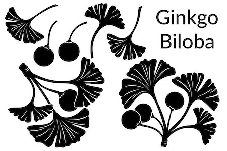 drawing of ginkgo leaf - Set of Plant Pictograms, Ginkgo Biloba Tree Leaves and Fruits, Black on White. Vector Photographie de stock - Aubaine LD & Abonnement, Code: 400-08554412
