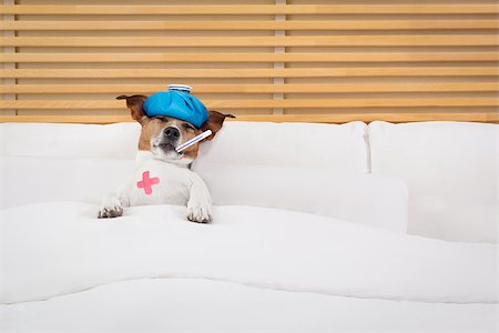 sick and ill jack russell  dog resting  having  a siesta on  bed,   tired and sleepy with fever thermometer Stock Photo - Budget Royalty-Free & Subscription, Code: 400-08554970