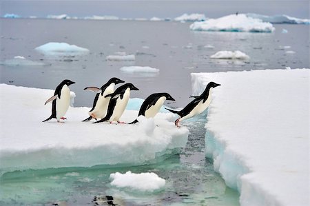 simsearch:693-03301867,k - Adelie Penguins on the iceberg in Antarcdtica Stock Photo - Budget Royalty-Free & Subscription, Code: 400-08555314