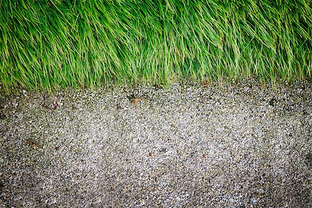 Spring grass background. Grass over wood. Nature background with grass and wood Stock Photo - Budget Royalty-Free & Subscription, Code: 400-08551568