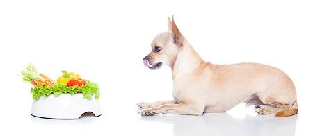 simsearch:400-05106591,k - hungry chihuahua dog with food bowl , waiting and looking at it , isolated on white background Stock Photo - Budget Royalty-Free & Subscription, Code: 400-08552723
