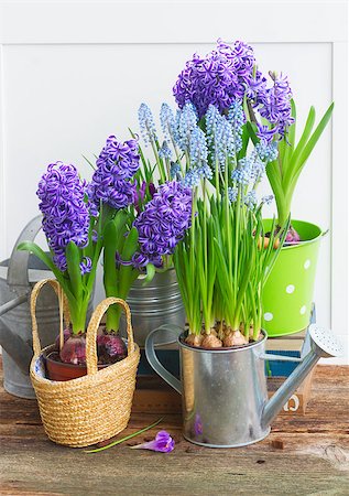 spade shovel vintage - Flower pots with fresh and growing spring blooming plants and flowers Stock Photo - Budget Royalty-Free & Subscription, Code: 400-08553516