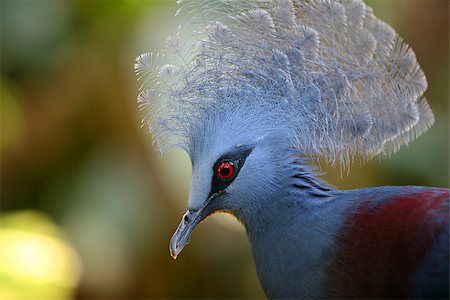 Beautiful Blue Crowned Pigeon (Goura) close-up Stock Photo - Budget Royalty-Free & Subscription, Code: 400-08574578
