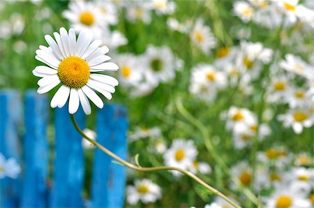 photo picket garden - Single chamomile and blue fence against background of flower field Stock Photo - Budget Royalty-Free & Subscription, Code: 400-08576049