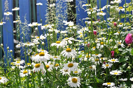 photo picket garden - Chamomile against background blue wooden fence on a sunny day Stock Photo - Budget Royalty-Free & Subscription, Code: 400-08576053