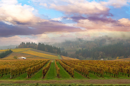 simsearch:846-05647552,k - Vineyard in Dundee Oregon on a foggy morning during Fall Season Stock Photo - Budget Royalty-Free & Subscription, Code: 400-08572843