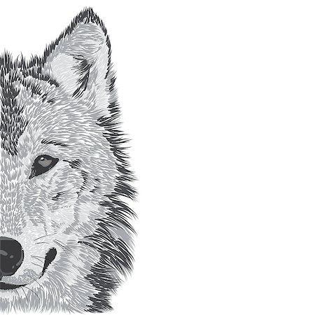 scary eyes drawing - Beautiful wolf's face. Vector illustration Stock Photo - Budget Royalty-Free & Subscription, Code: 400-08616497