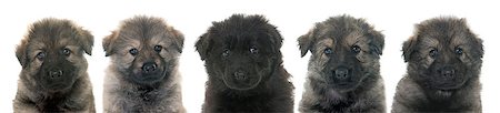 puppies Altdeutsche Schaferhunde in front of white background Stock Photo - Budget Royalty-Free & Subscription, Code: 400-08618855