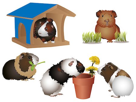 it is illustration of several guinea pigs. Stock Photo - Budget Royalty-Free & Subscription, Code: 400-08611807