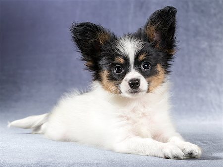 simsearch:400-05722359,k - Cute puppy of the Continental Toy spaniel - Papillon - on a blue-gray background Stock Photo - Budget Royalty-Free & Subscription, Code: 400-08624155
