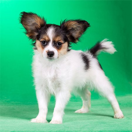 simsearch:400-05722359,k - Cute puppy of the Continental Toy spaniel - Papillon - on a green background Stock Photo - Budget Royalty-Free & Subscription, Code: 400-08624156