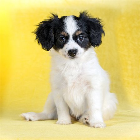 simsearch:400-06641109,k - Cute puppy of the Continental Toy spaniel - Phalene -on a yellow background Stock Photo - Budget Royalty-Free & Subscription, Code: 400-08624597