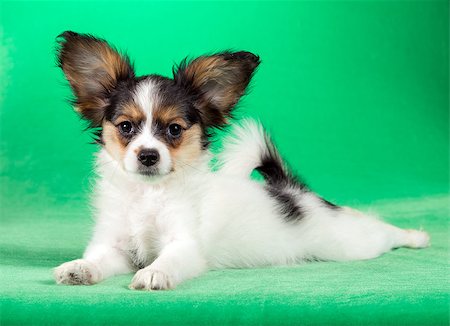 simsearch:400-06641109,k - Cute puppy of the Continental Toy spaniel - Papillon - on a green background Stock Photo - Budget Royalty-Free & Subscription, Code: 400-08625426