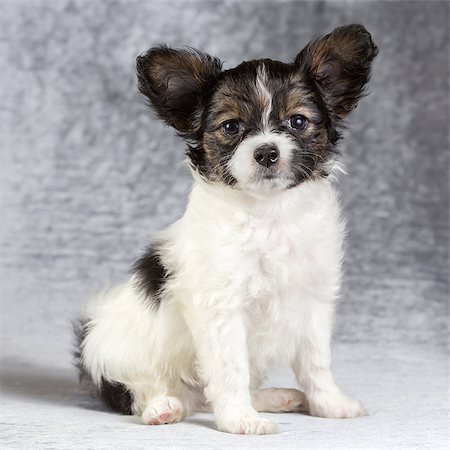 simsearch:400-05722359,k - Cute puppy of the Continental Toy spaniel - Papillon - on a gray background Stock Photo - Budget Royalty-Free & Subscription, Code: 400-08625427