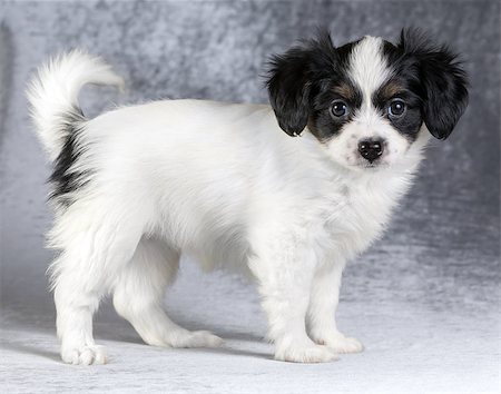 simsearch:400-05722359,k - Cute puppy of the Continental Toy spaniel - Phalene -on a gray background Stock Photo - Budget Royalty-Free & Subscription, Code: 400-08628260