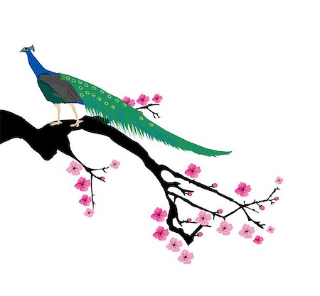 simsearch:400-04882926,k - vector illustration of a cherry blossom branch with peacock Stock Photo - Budget Royalty-Free & Subscription, Code: 400-08621697