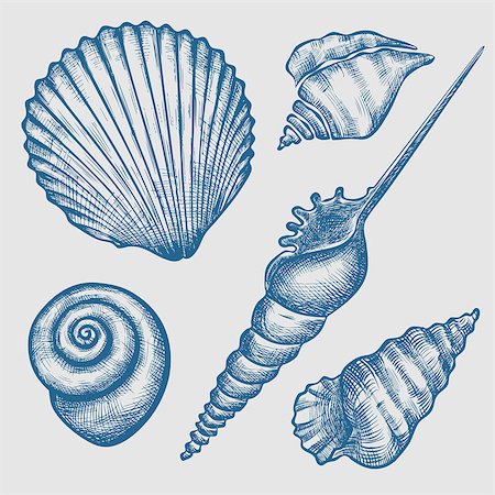 simsearch:400-08646884,k - Vintage hand drawn set of various blue seashells. Isolated on white background. Vector illustration. Engraving illustration Stock Photo - Budget Royalty-Free & Subscription, Code: 400-08646884