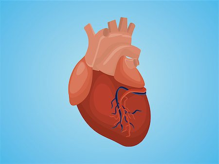 simsearch:400-04178497,k - isolated heart with real style vector and blue background vector illustration Stock Photo - Budget Royalty-Free & Subscription, Code: 400-08648553