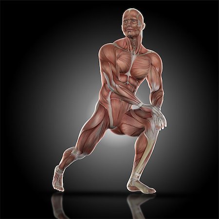 3D render of a medical figure bodybuilder with muscle map in a stretch pose Stock Photo - Budget Royalty-Free & Subscription, Code: 400-08649957