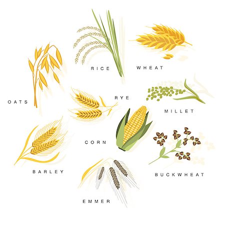 Cereal Plants With Names Set Flat Realistic Bright Color Infographic Illustration On White Background Stock Photo - Budget Royalty-Free & Subscription, Code: 400-08651590
