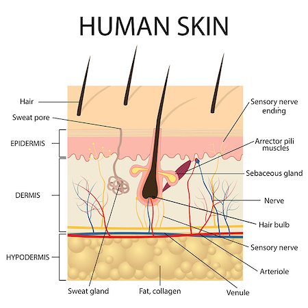 Illustration of human skin and hair anatomy. Also available as a Vector in Adobe illustrator EPS 10 format. Stock Photo - Budget Royalty-Free & Subscription, Code: 400-08652447