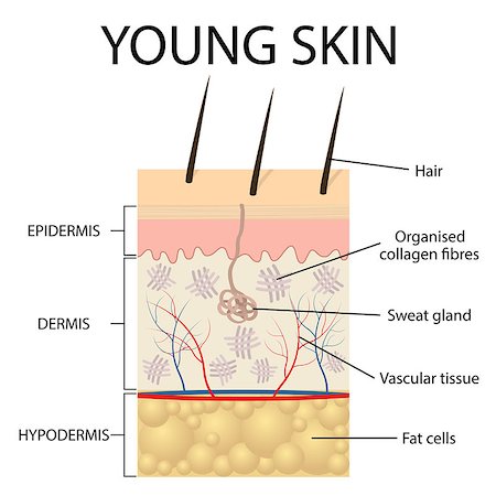 Young skin. Collagen and elastin form the structure of the dermis making it tight and plump. Also available as a Vector in Adobe illustrator EPS 10 format. Stock Photo - Budget Royalty-Free & Subscription, Code: 400-08652957