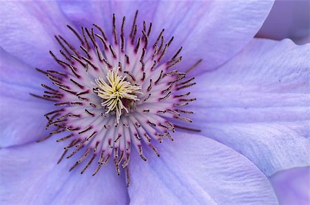 Close up photo of a clematis flower Stock Photo - Budget Royalty-Free & Subscription, Code: 400-08668780