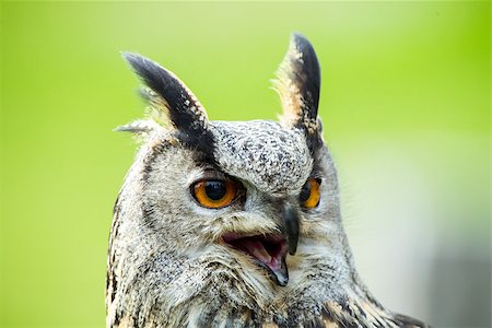 eagle face - European Eagle-owl portrait Photographie de stock - Aubaine LD & Abonnement, Code: 400-08668850