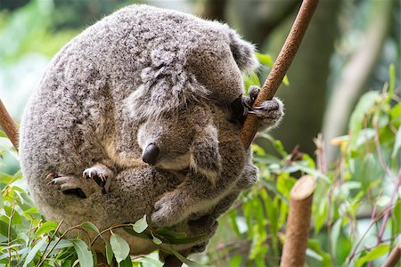 Mother and baby joey koalas asleep cuddling Stock Photo - Budget Royalty-Free & Subscription, Code: 400-08669556
