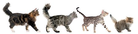 simsearch:400-06391487,k - four walking cats in front of white background Stock Photo - Budget Royalty-Free & Subscription, Code: 400-08669618